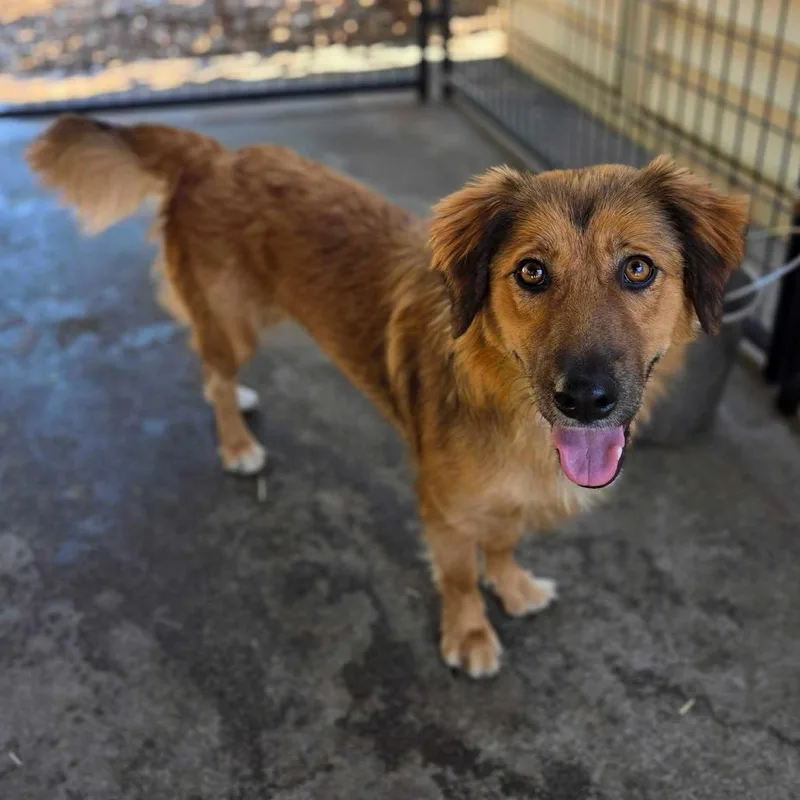 An adult medium-sized female Retriever dog named Faith for adoption in Pacifica, CA