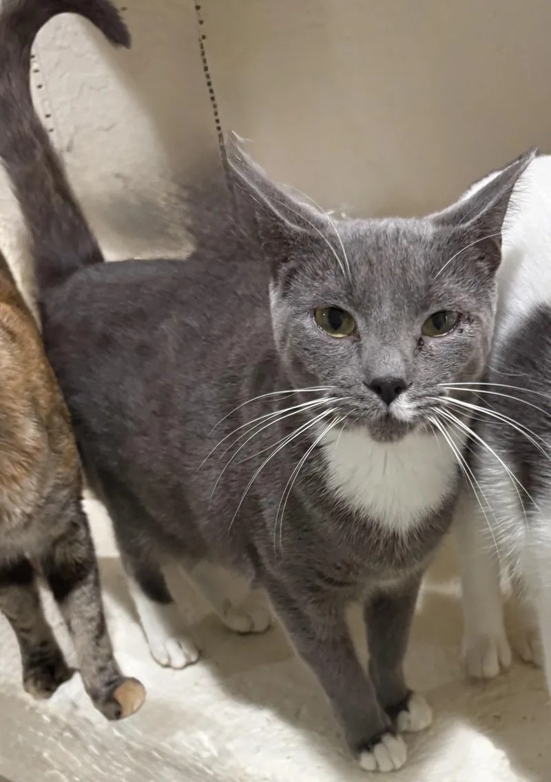 A young small-sized male Russian Blue cat named Ace for adoption in Palm City, FL