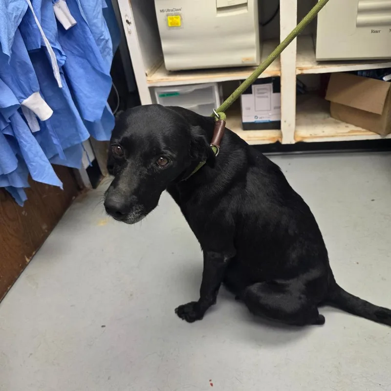 An adult medium-sized female Black Mixed Breed dog named Amaya for adoption in Duncan, OK