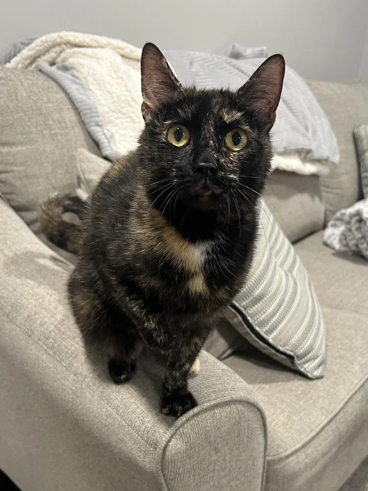 A young medium-sized female Domestic Short Hair cat named Cali for adoption in Metamora, IL