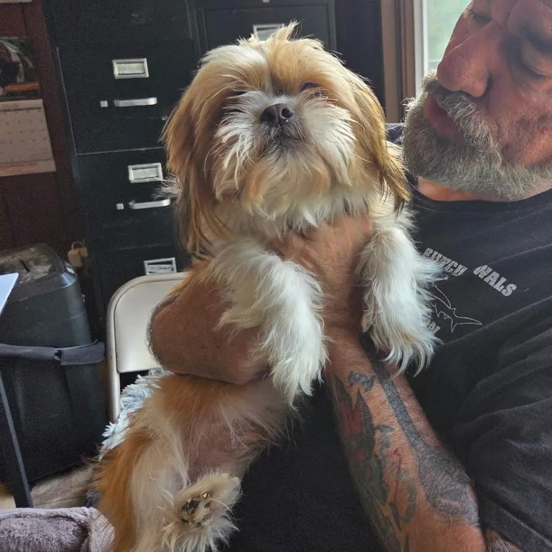 An adult small-sized male Apricot / Beige Shih Tzu dog named Mister for adoption in Tunkhannock, PA