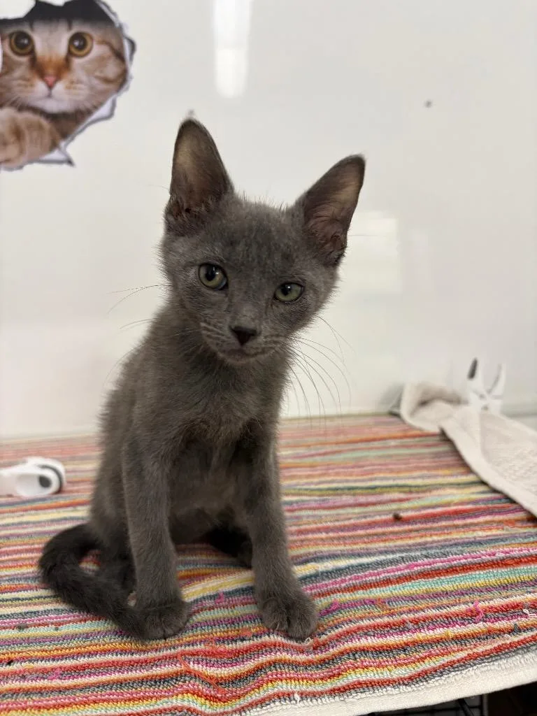 A young medium-sized male Domestic Short Hair cat named Little smoke for adoption in Black River Falls, WI