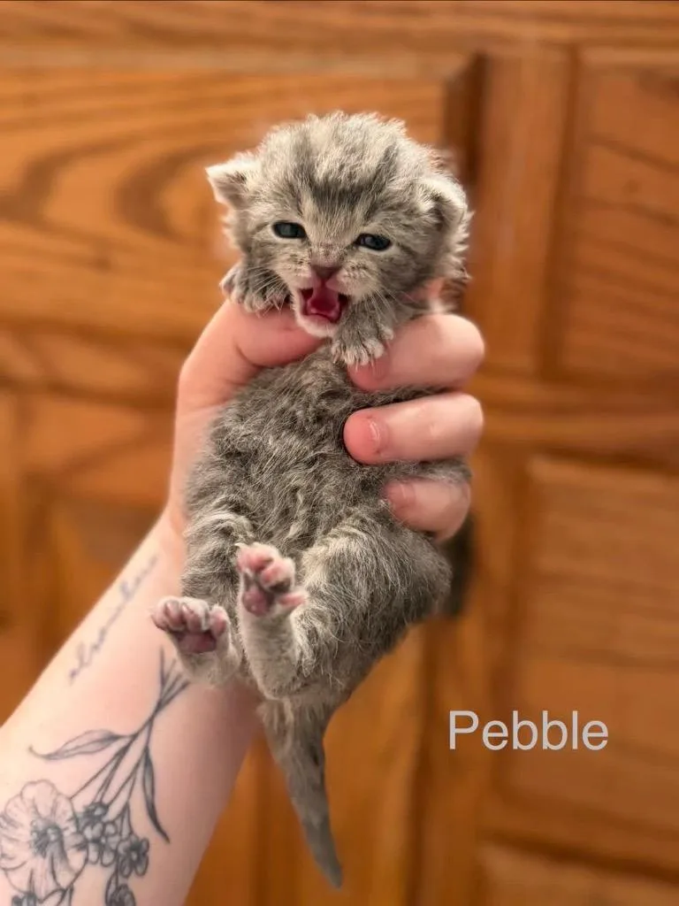 A baby medium-sized female Domestic Short Hair cat named Pebble for adoption in Johnson City, TN