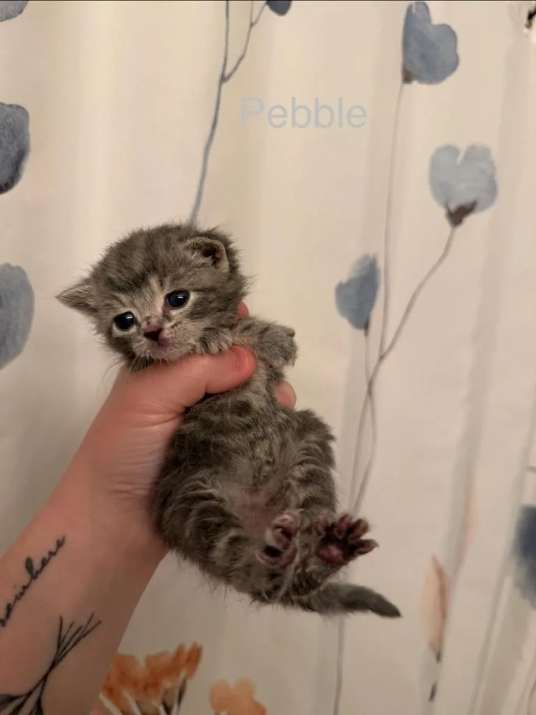 Pebble thumbnail 3