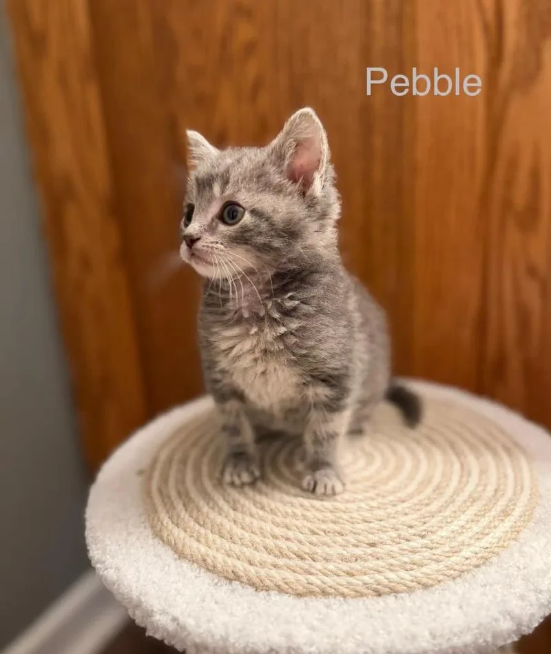 Pebble thumbnail 6