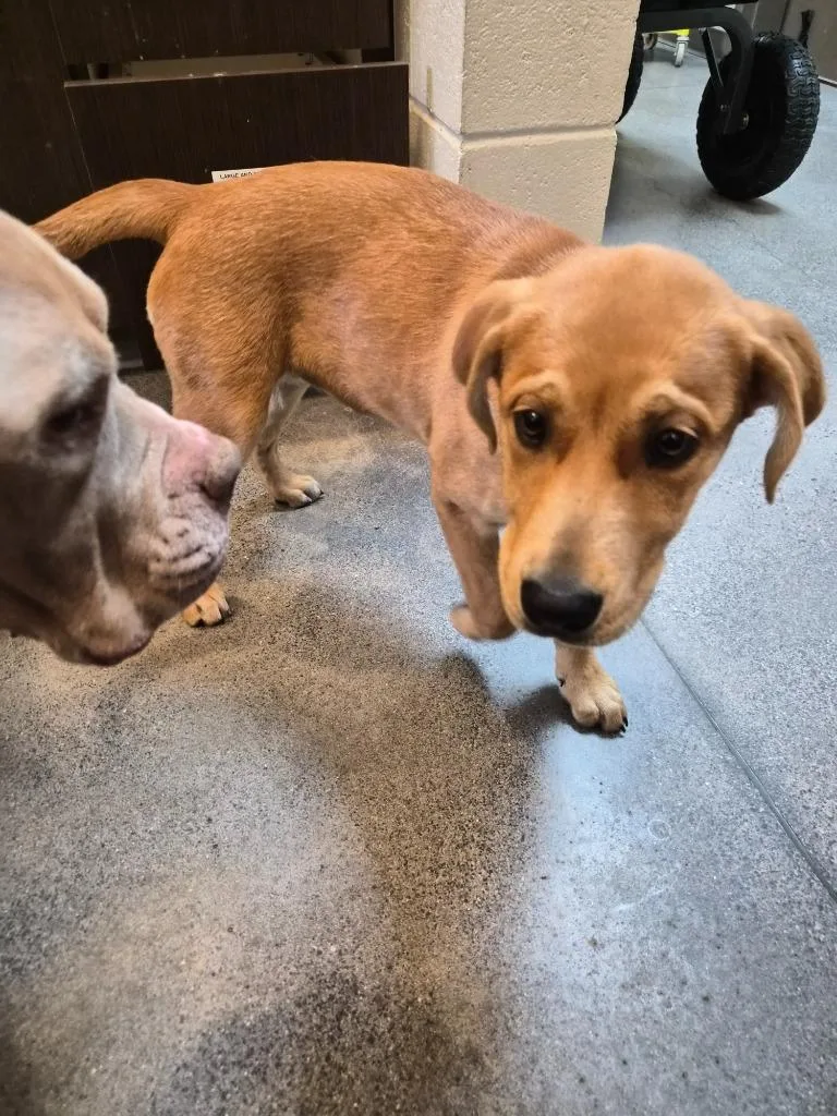 A baby medium-sized female Mixed Breed dog named Wigglebutt Supreme for adoption in Rome, GA