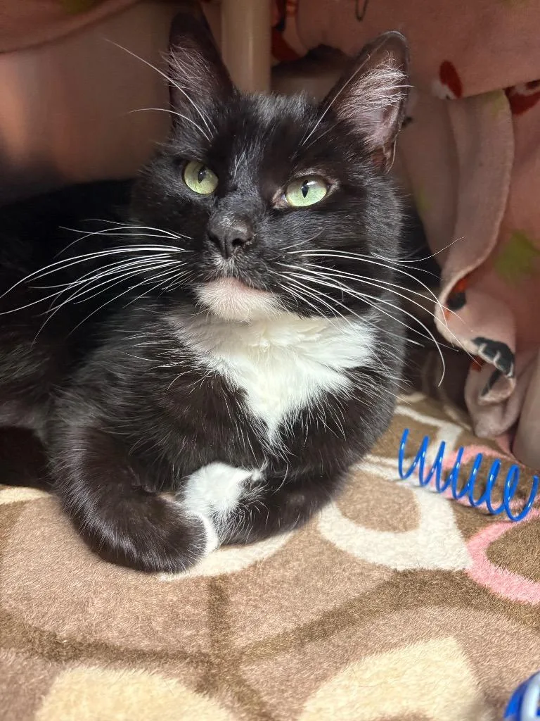 An adult medium-sized female Domestic Short Hair cat named Paris for adoption in Detroit, MI