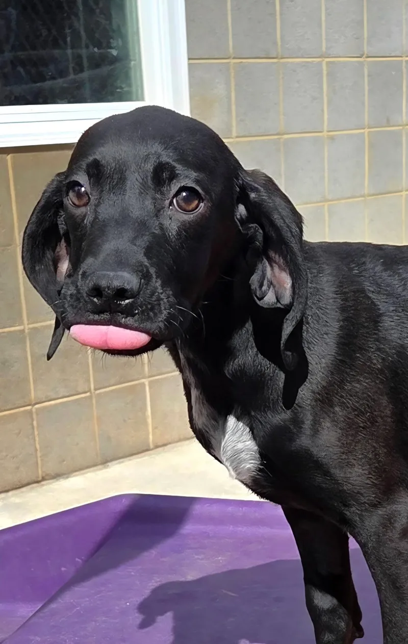 Cranberry thumbnail 2