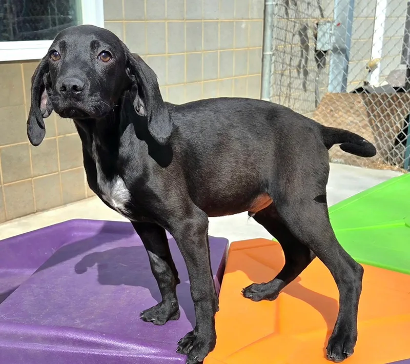 Cranberry thumbnail 3