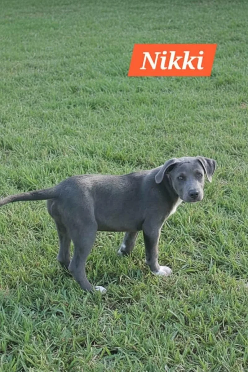 A baby medium-sized female Labrador Retriever dog named Nikki for adoption in Hillsdale, NY
