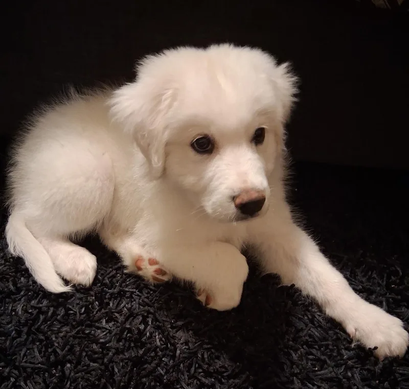A baby large-sized male Great Pyrenees dog named Maddox Dfw for adoption in Quinlan, TX