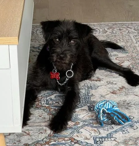 A young small-sized male Schnauzer dog named Wybie for adoption in San Diego, CA
