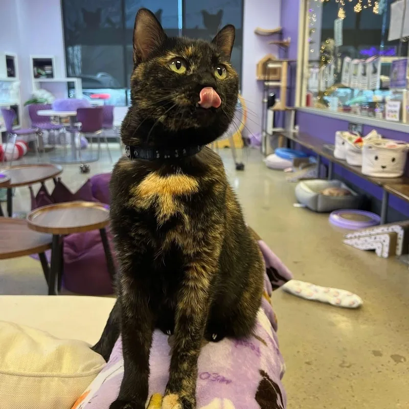 A senior large-sized female Tortoiseshell Domestic Short Hair cat named Dixie for adoption in Lancaster, SC