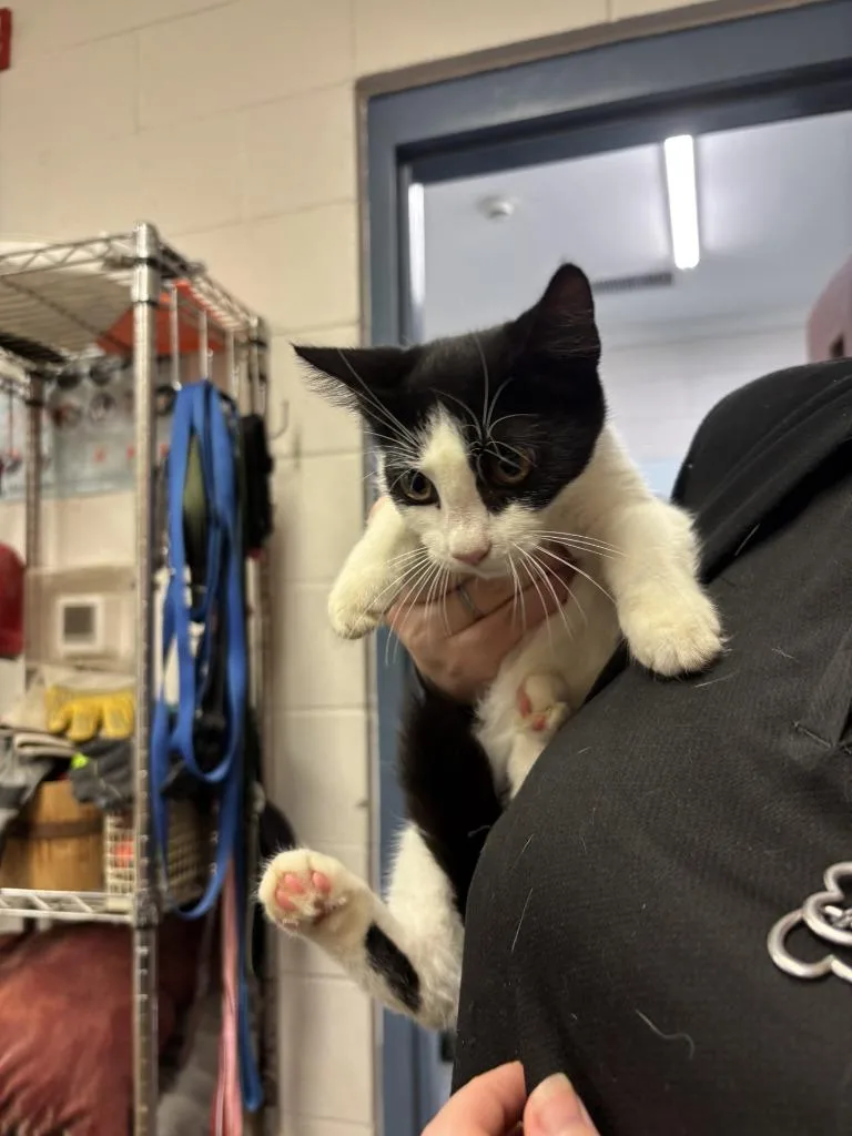 A baby medium-sized female Domestic Short Hair cat named Cairo for adoption in Warrenton, NC