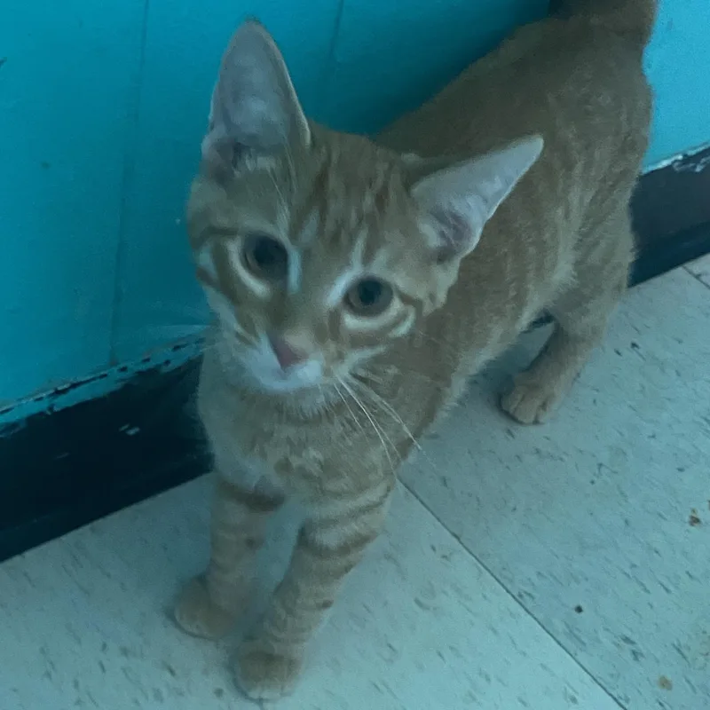 A baby medium-sized male Tabby (Orange / Red) Domestic Short Hair cat named Dave for adoption in Spencer, IN