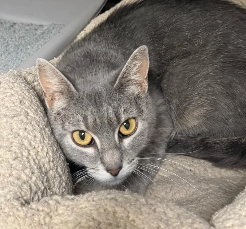 An adult medium-sized female Domestic Short Hair cat named Gracie for adoption in Yankton, SD