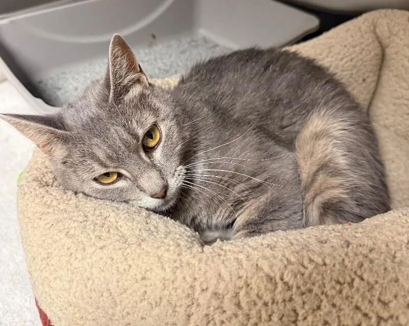 Gracie thumbnail 2