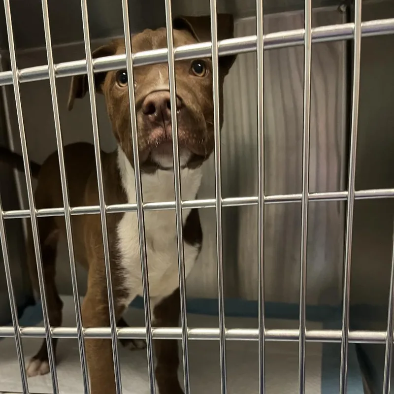 A baby small-sized male Brown / Chocolate Pit Bull Terrier dog named Pine for adoption in Greensboro, NC