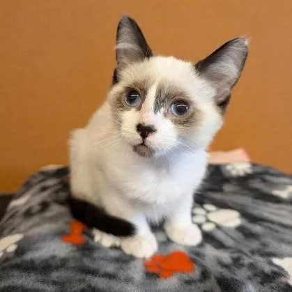 A baby small-sized male Cream / Ivory Siamese cat named Potato Chip for adoption in Rochester, MN