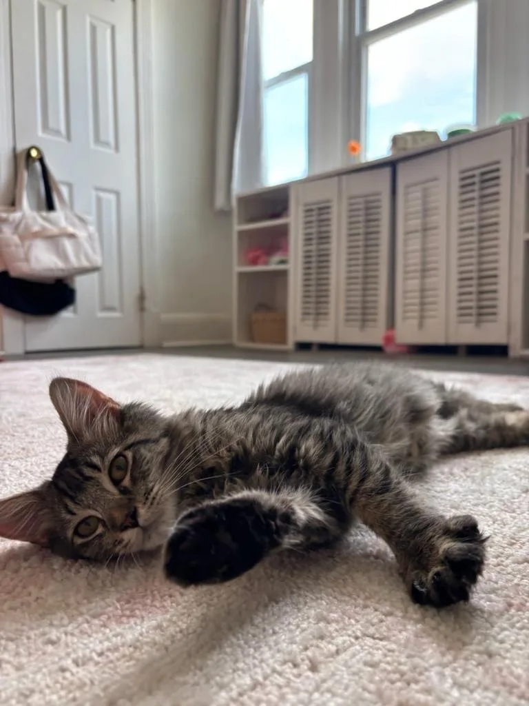 A baby medium-sized male Domestic Medium Hair cat named Giovanni Jones for adoption in Parkville, MD