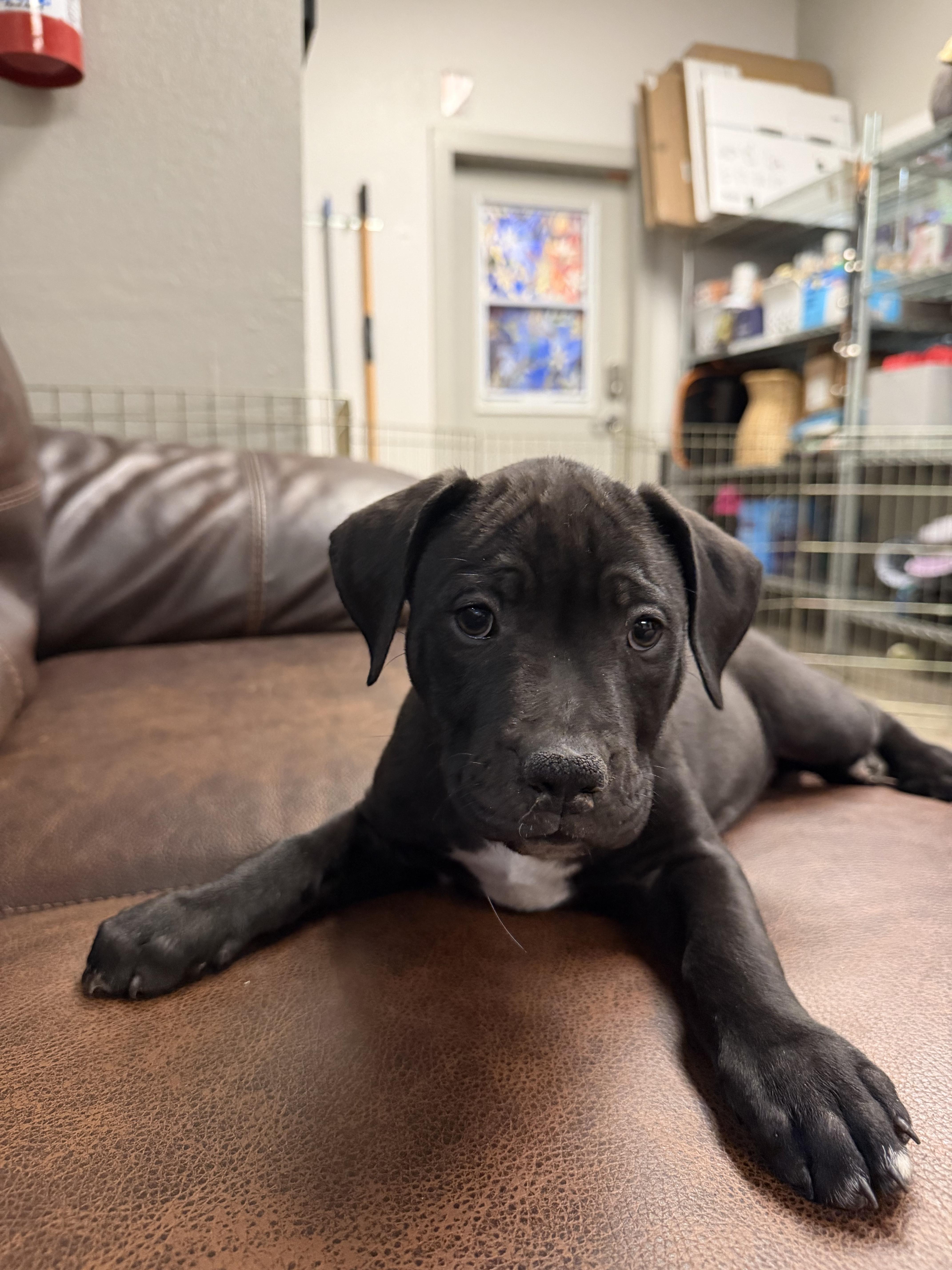 A young medium-sized female Pit Bull Terrier dog named Vera for adoption in Buena Vista, CO