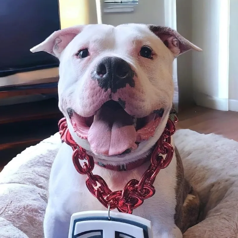 Beefcake thumbnail 4