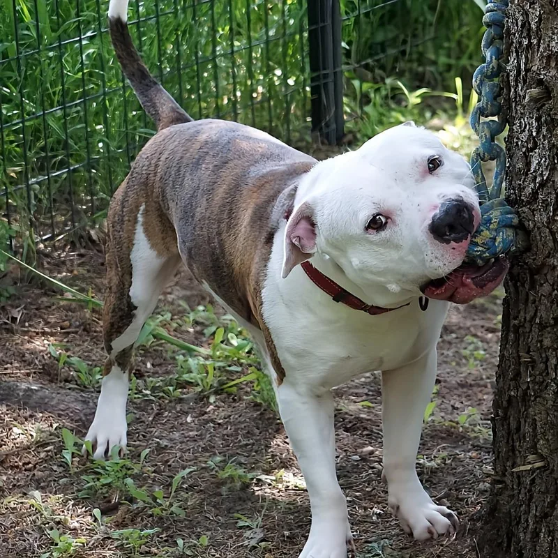 Beefcake thumbnail 5