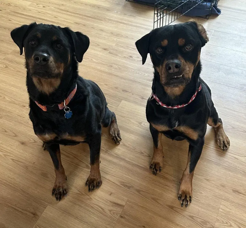 An adult large-sized female Rottweiler dog named Sheba for adoption in Hillsboro, NH