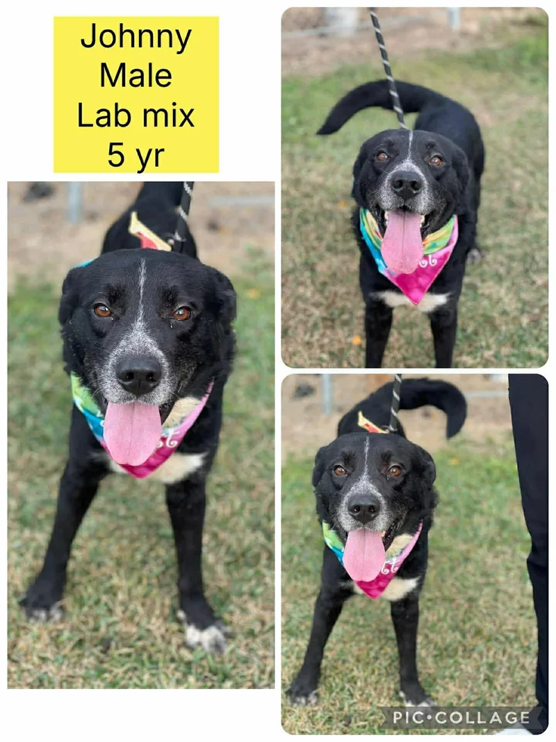 An adult large-sized male Labrador Retriever dog named Johnny Your Best Pal for adoption in Oakhurst, NJ