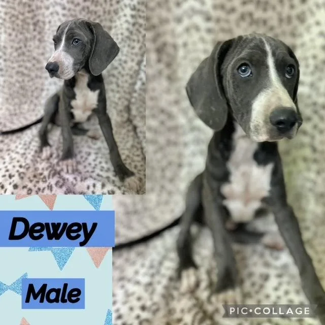 A baby medium-sized male Hound dog named Dewey for adoption in Manchester, CT