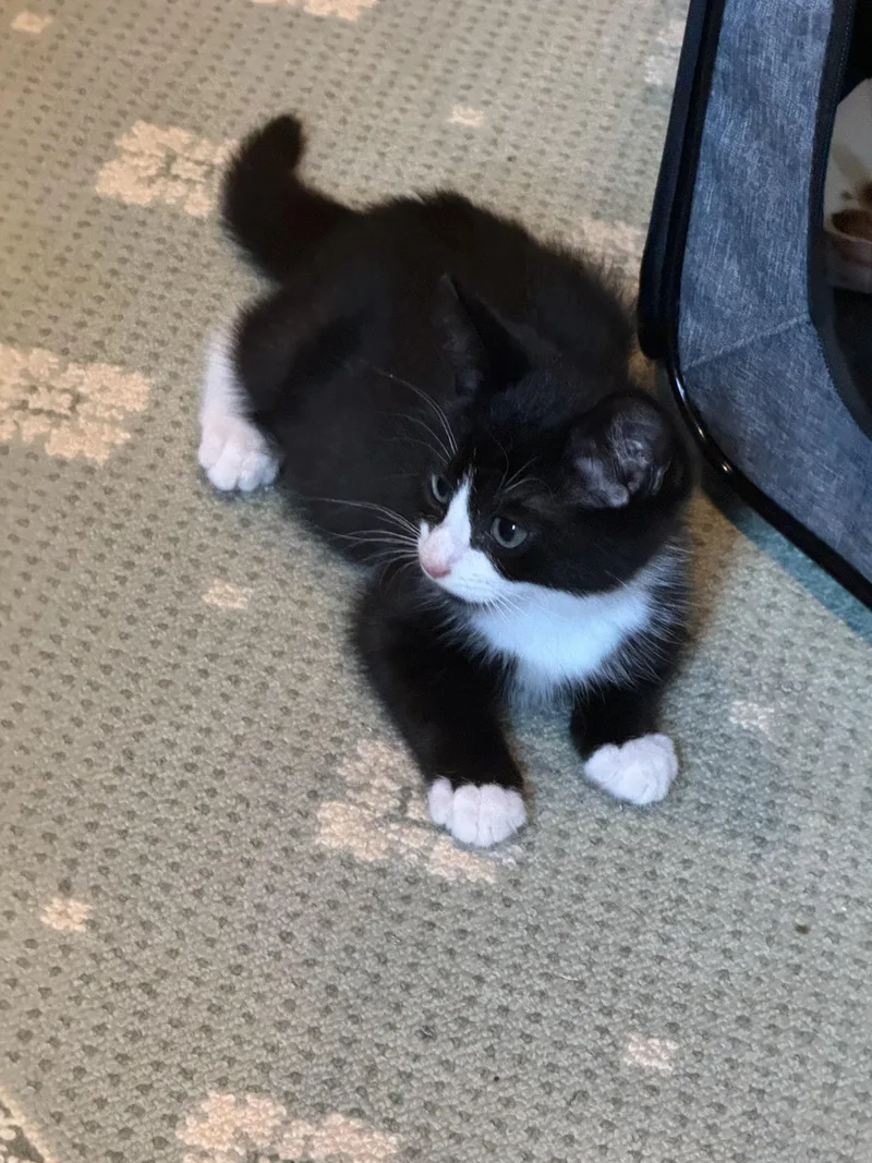 A baby small-sized male Black & White / Tuxedo Domestic Short Hair cat named Jett for adoption in Brick, NJ