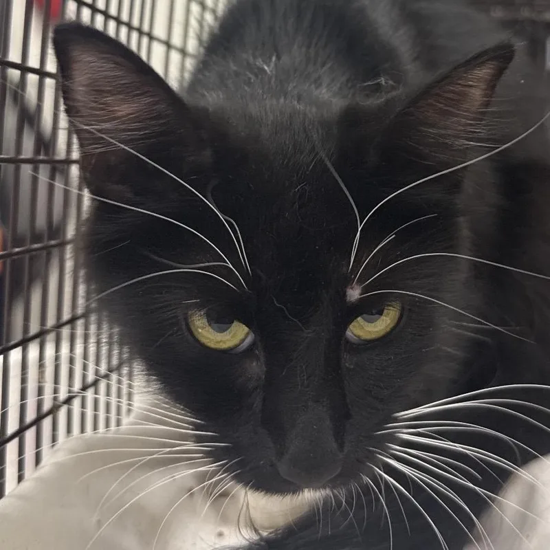An adult medium-sized female Black Domestic Short Hair cat named Daphne for adoption in Las Cruces, NM