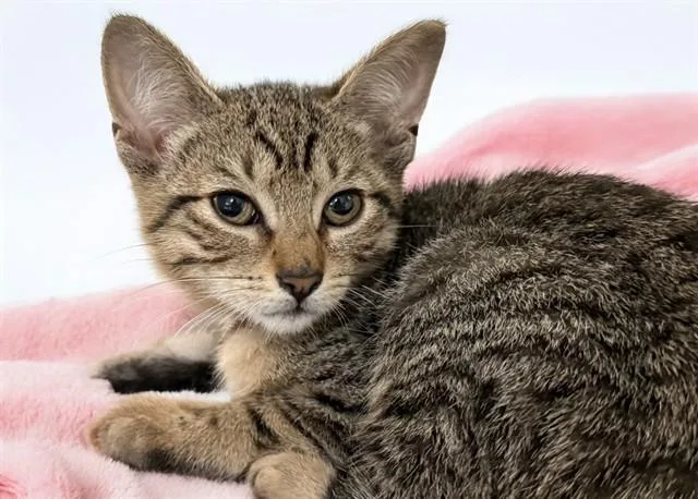 A baby medium-sized female Domestic Short Hair cat named Rain for adoption in Fort Lauderdale, FL