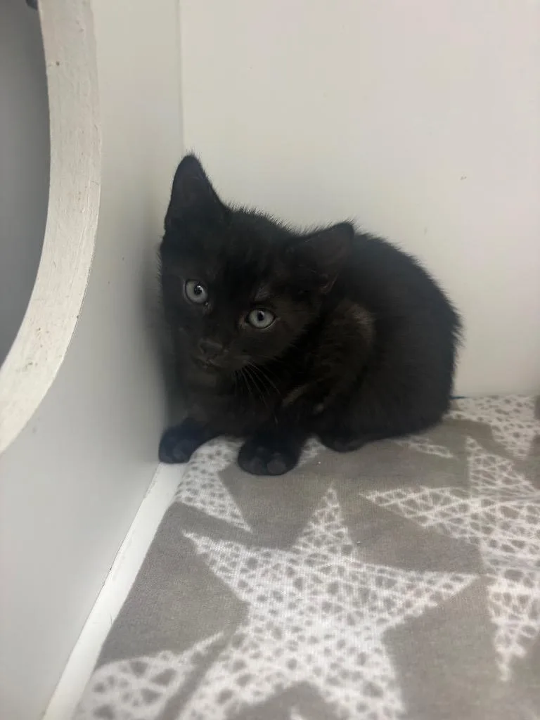 A baby small-sized male Domestic Short Hair cat named Ricky for adoption in Hartsville, SC