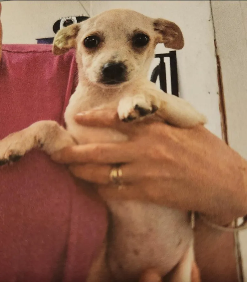 A baby small-sized female Chihuahua dog named Kylie for adoption in Thompson Falls, MT