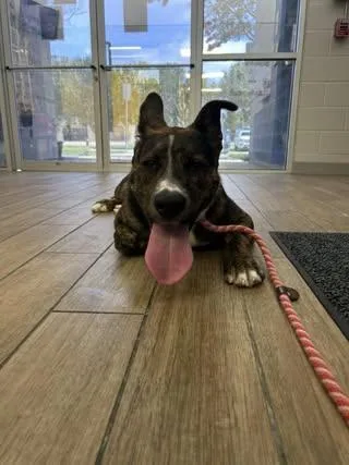 A young medium-sized male Shepherd dog named Robin for adoption in Rowlett, TX