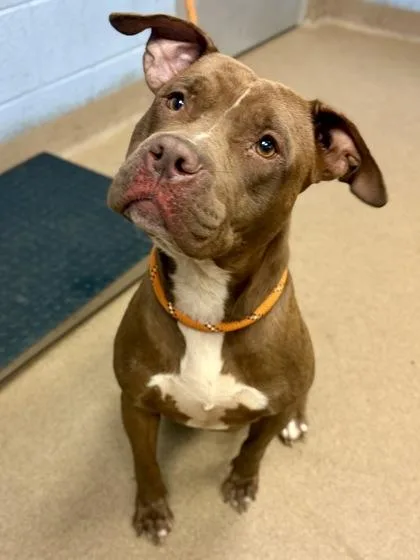 An adult large-sized female Mixed Breed dog named Chica for adoption in Chamblee, GA