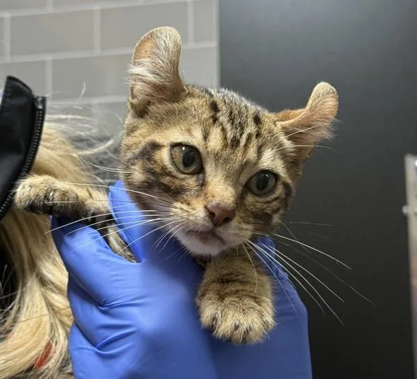 A baby small-sized male Domestic Short Hair cat named Autumn Rain Drop for adoption in Staten Island, NY