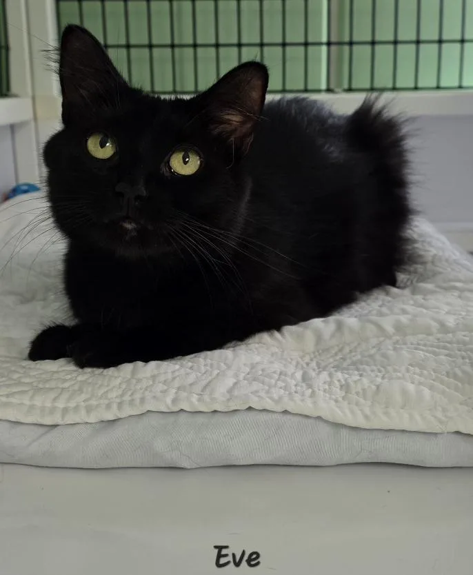 An adult medium-sized female Domestic Long Hair cat named Eve for adoption in Key Largo, FL