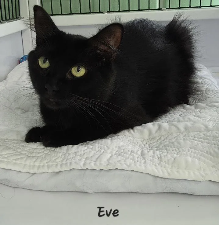 Eve thumbnail 2