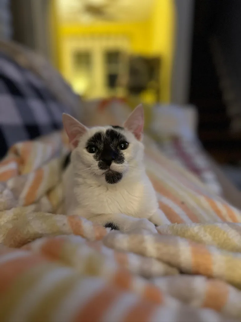 Pastrami thumbnail 2