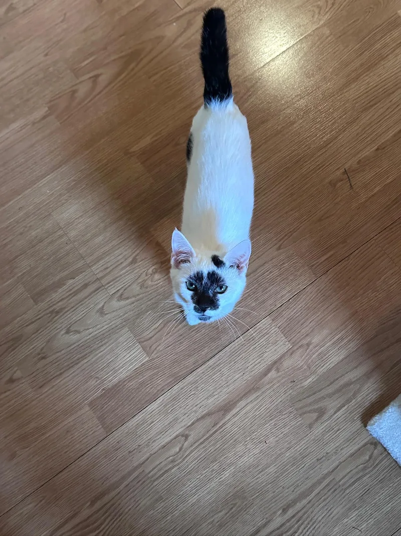 Pastrami thumbnail 3