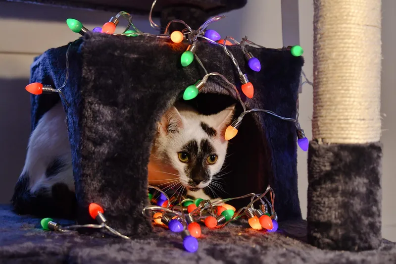 Pastrami thumbnail 4