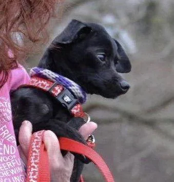 An adult small-sized male Chihuahua dog named Bammbamm for adoption in Florence, KY
