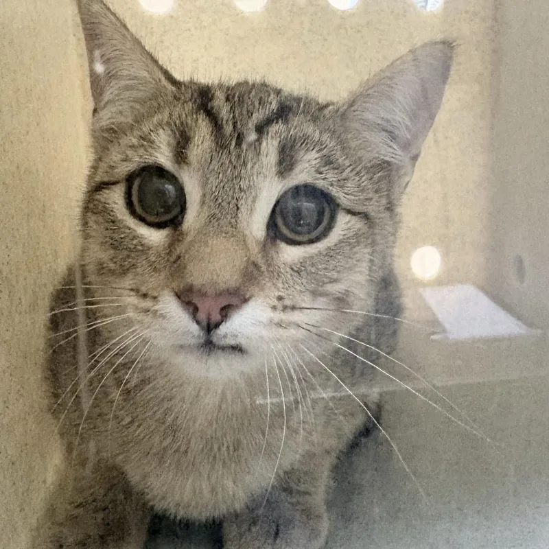 A young medium-sized female Brown / Chocolate Domestic Short Hair cat named Bunny for adoption in Tacoma, WA