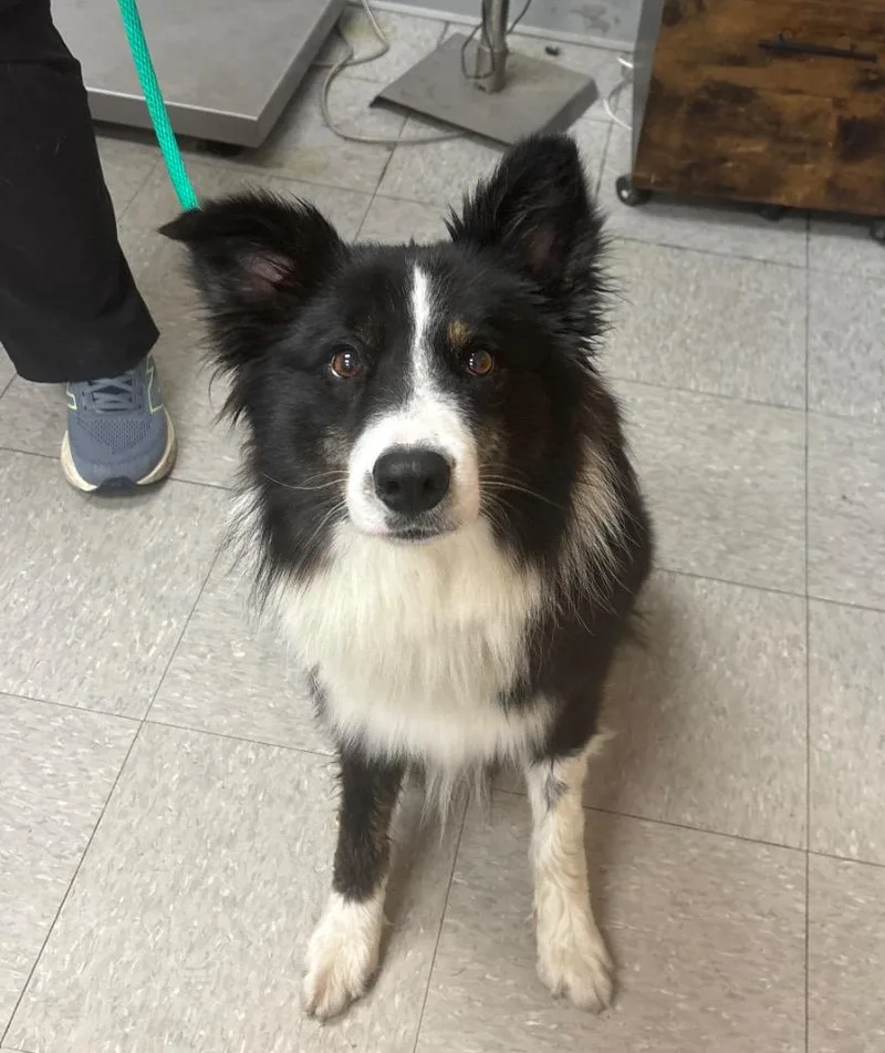 An adult medium-sized male Australian Shepherd dog named Bernie for adoption in Sorrento, LA