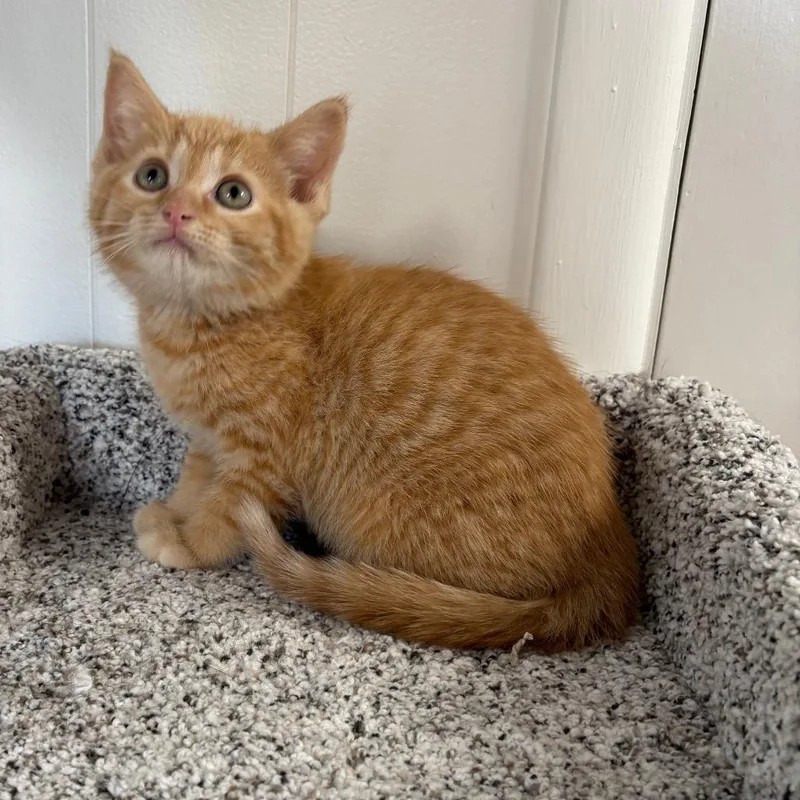 A baby small-sized female Orange / Red Domestic Short Hair cat named Gelato for adoption in Granville, OH