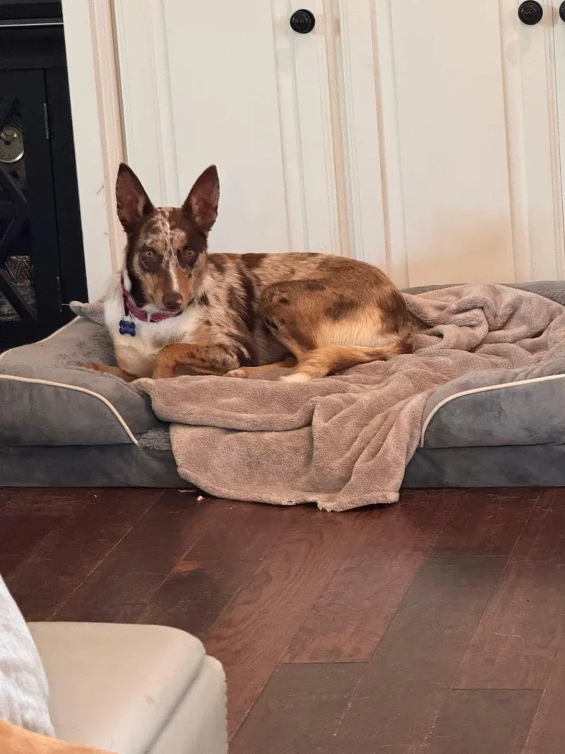 A young medium-sized female Anatolian Shepherd dog named Zoey for adoption in Keller, TX