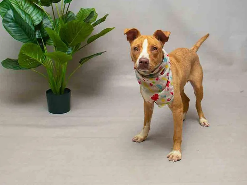 A young medium-sized male Yellow / Tan / Blond / Fawn Terrier dog named Dexter for adoption in Sanford, FL