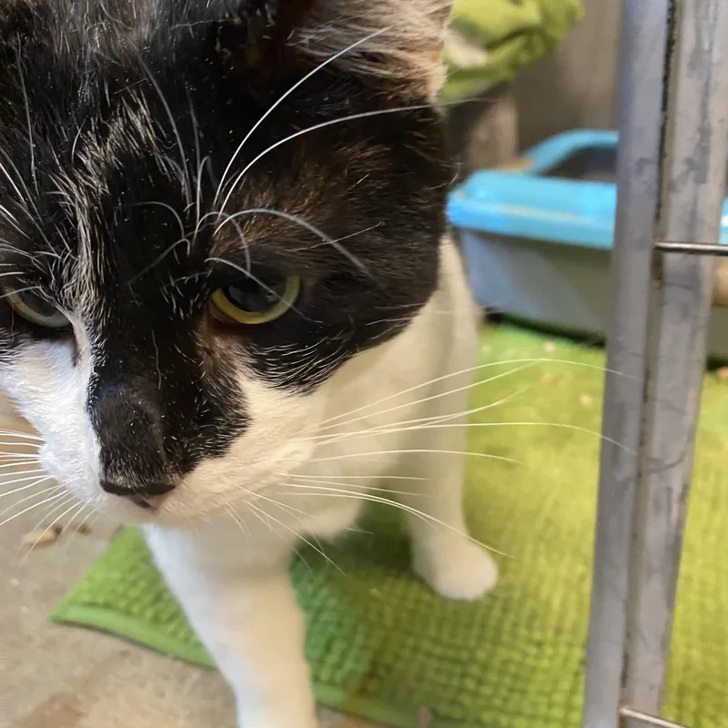 An adult large-sized male Black Domestic Short Hair cat named Cow Cat for adoption in Stanwood, WA
